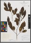 Foto von Salix appendiculata Vill.